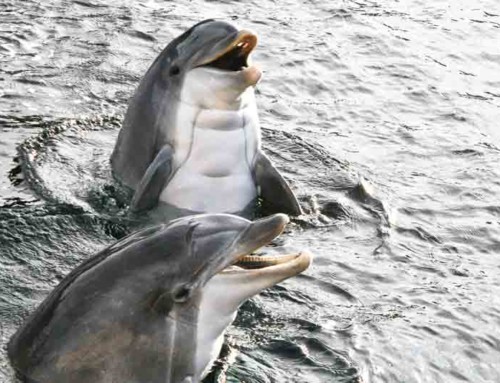 Met krachtdieren je kwaliteiten ontdekken – recensie managementboek