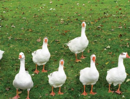 Krachtdieren voor je talent